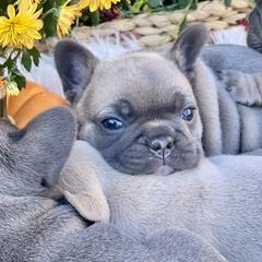 French Bulldog Puppies from NC Pawsibilities