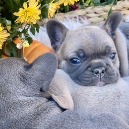 French Bulldog Puppies from NC Pawsibilities