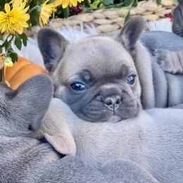 French Bulldog Puppies from NC Pawsibilities