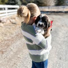 Aussiedoodle, Goldendoodle, Poodle, Saint Berdoodle, Saint Bernard, and Sheepadoodle Puppies from Rocky Ridge Ranch