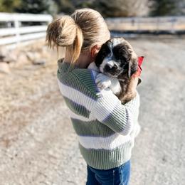 Aussiedoodle, Goldendoodle, Poodle, Saint Berdoodle, Saint Bernard, and Sheepadoodle Puppies from Rocky Ridge Ranch