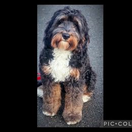 Rip - Australian Labradoodle