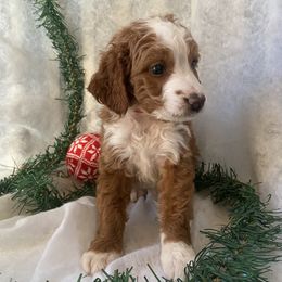 Bernedoodle Puppies from Pitter Patter Puppies NJ