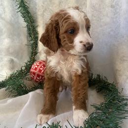 Bernedoodle Puppies from Pitter Patter Puppies NJ