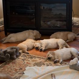 Goldendoodle, Golden Retriever, and Sheepadoodle Puppies from Guppy Puppies