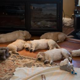 Goldendoodle, Golden Retriever, and Sheepadoodle Puppies from Guppy Puppies