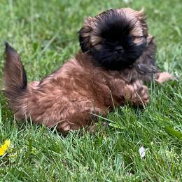 Ruby - Red and tan female Shih Tzu puppy in Puyallup, Washington from Sugar and Spice Shih Tzu