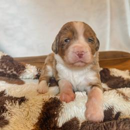 Mercy - Blue merle female Bernedoodle puppy in Jackson, Missouri from Pincksten Family Doodles