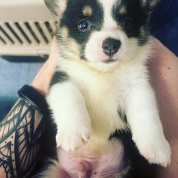 American Corgi, Cardigan Welsh Corgi, and Pembroke Welsh Corgi Puppies from Enok Corgis
