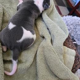 Italian Greyhound Puppies from Fisher Link