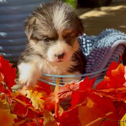 Red - Black and tan male Pembroke Welsh Corgi puppy in Wheatland, California from Emerald Corgis