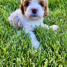 Cavapoo Puppies from Ellas.Pups