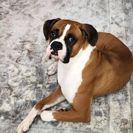 Blossom 🌸 - Boxer