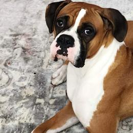 Blossom 🌸 - Boxer