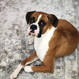 Blossom 🌸 - Boxer