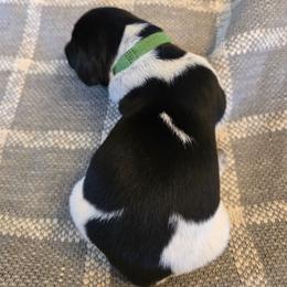 Green Black - Black and white male German Shorthaired Pointer puppy in Linton, Indiana from Red White and Blue Kennel