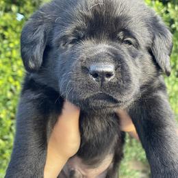 Light blue collar - Black male Labrador Retriever puppy in Desert Hot Springs, California from Outlaws Labradors