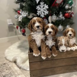 Australian Labradoodle and Goldendoodle Puppies from The Moon Doodles
