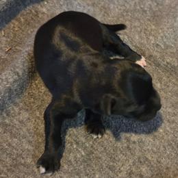 Jack - Black male Miniature Schnauzer puppy in Elgin, Iowa from Firefly Stables