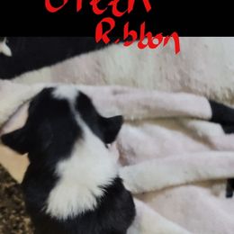 Boy 1 - male Border Collie puppy in Aberdeen, Washington from Misty Mountain Border Collies