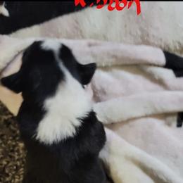 Boy 1 - male Border Collie puppy in Aberdeen, Washington from Misty Mountain Border Collies