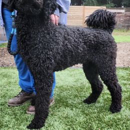 Poodles from Rainbow Poodles