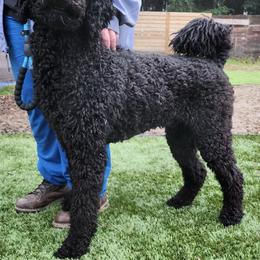 Poodles from Rainbow Poodles