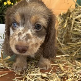 Jimmy - Chocolate and cream male Dachshund puppy in Bostic, North Carolina from Faraway Farm Dachshunds