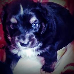 Toy Australian Shepherd Puppies from Aussies n Kentucky
