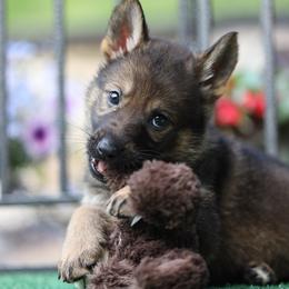 Willow - Sable female German Shepherd puppy in Philippi, West Virginia from Vom Haus Highlands