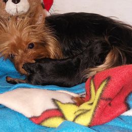 Poodle and Yorkipoo Puppies from Tuts Pups Cafe