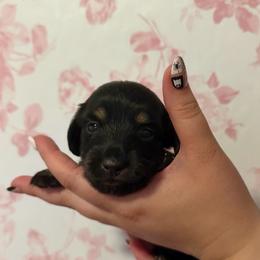 Sadie - Black and tan female Dachshund puppy in Weatherford, Texas from Darling Doxies