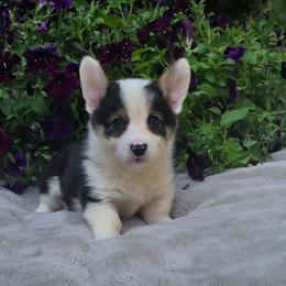 Orange Collar Female - Black and tan female Pembroke Welsh Corgi puppy in Tenino, Washington from LoneStar Corgis NW