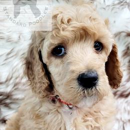 Poodle Puppies from Serene Arenas' Standard Poodles