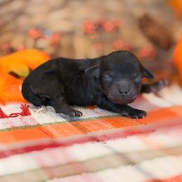 Treat - Brindle female Poodle puppy in Lavonia, Georgia from Peach Blossom Kennels