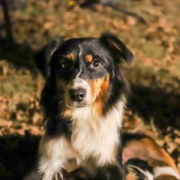 Dixie - Australian Shepherd