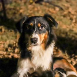 Dixie - Australian Shepherd