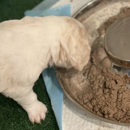 Goldendoodle Puppies from Teddy Grace Doodles