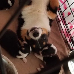 Cricket  - American Corgi