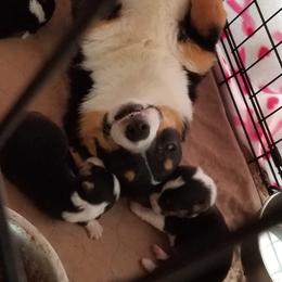 Cricket  - American Corgi