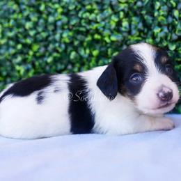 Snoopy - Piebald male Dachshund puppy in Apple Valley, California from Socaldoxies