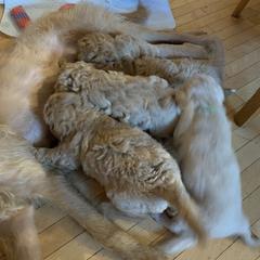 Double Doodle Puppies from Riverside Doodles in Seattle (double doodles)