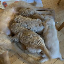 Double Doodle Puppies from Riverside Doodles in Seattle (double doodles)