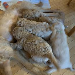 Double Doodle Puppies from Riverside Doodles in Seattle (double doodles)