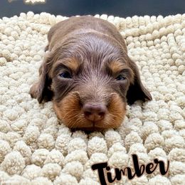 Timber - Chocolate and tan male Dachshund puppy in Alto, Texas from Double W Doxies