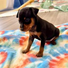 Video Milo - Black and rust male Miniature Pinscher puppy in Eatonton, Georgia from TNT Puppies