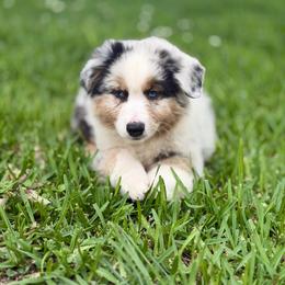 Opal - Blue merle female Australian Shepherd puppy in Crosby, Texas from Monarch Australian Shepherds