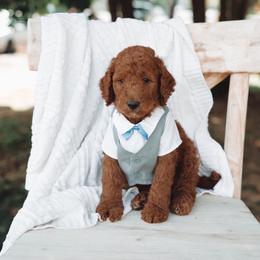Navy collar boy - Red  male Goldendoodle puppy in Spokane, Washington from Beloved_doodles_WA
