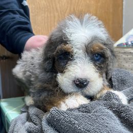 Bernedoodles from Pointer’s Poodles and Doodles