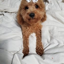 Cavapoo, Maltese, Maltipoo, and Poodle Puppies from Mt.BakerPoodles&Doodles